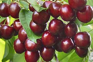 Türkmenoğlu cherry