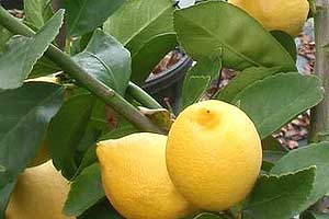 Türkmenoğlu Enterdonato lemon