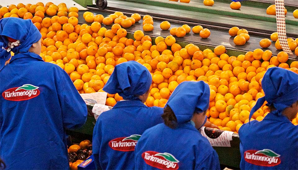 Türkmenoğlu satsuma mandarin