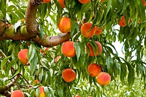 Türkmenoğlu peaches