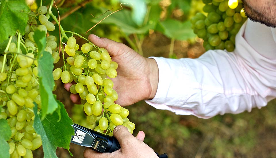 Türkmenoğlu safe produce sultanas